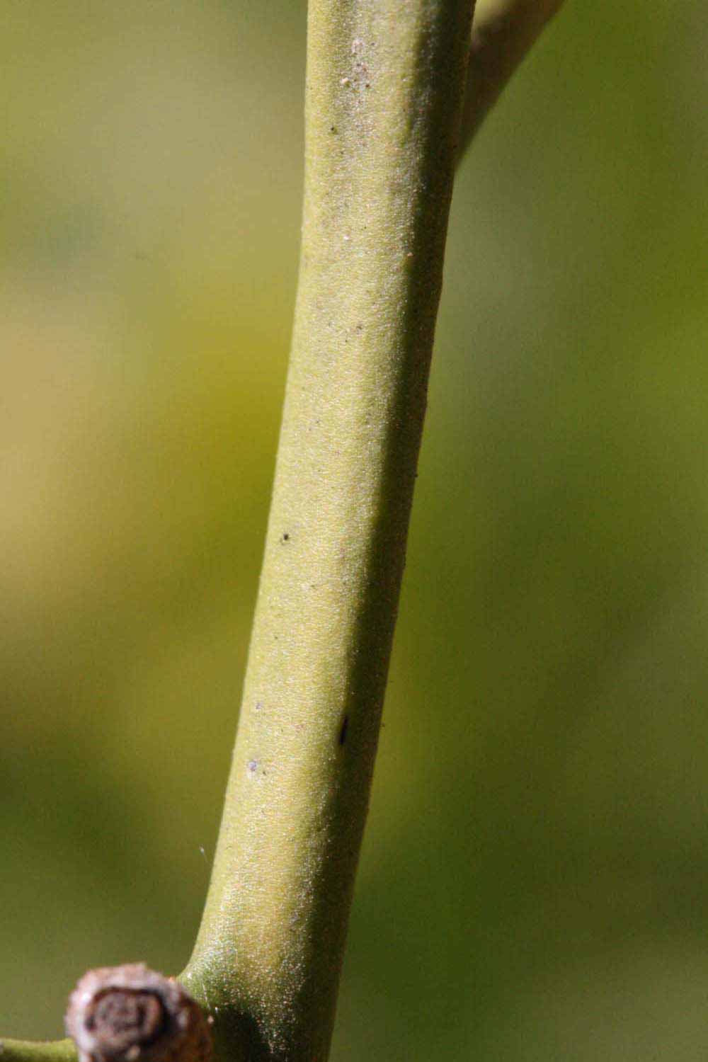            First year twig (Riverside, CA)   